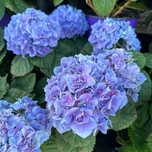 Meet your Posher, Valerie